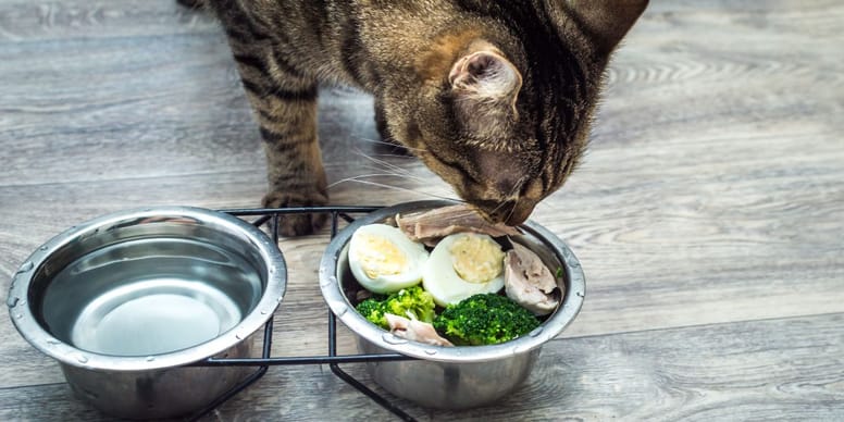 Dürfen Katzen rohe oder gekochte Eier essen?